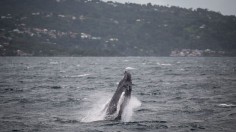 Humpback whale entanglement