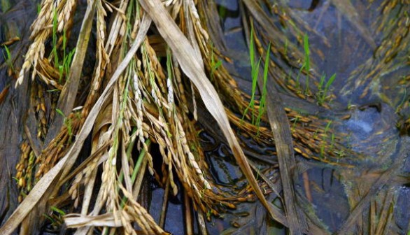 Villagers Attempt To Save Rice Crops After Flood Waters In Chongqing