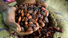 Cocoa Beans