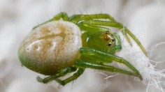 Kidney garden spider