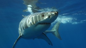 Possible Camouflage Ability of Great White Sharks Merit Nat Geo On-Show Research