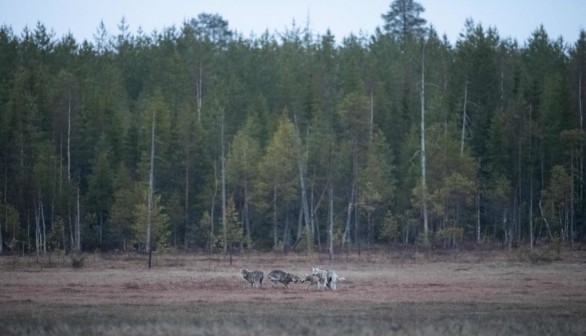 FINLAND-NATURE-WILDLIFE