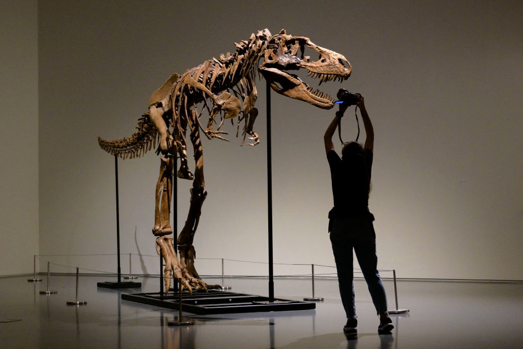 Spesimen Gorgosaurus pertama kali mencapai halaman lelang seharga $8 juta