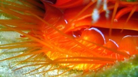 disco clam