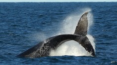 Whale Watching Season Underway In Sydney