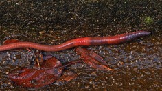 Invasive Species of Alien Earthworms Conquers North America