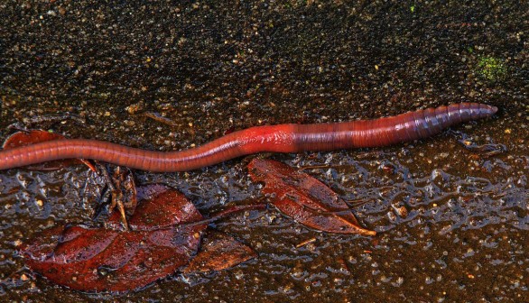 Invasive Species of Alien Earthworms Conquers North America