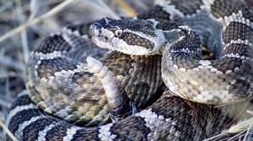 92 Rattlesnakes Turn California Home Foundation into Rookery