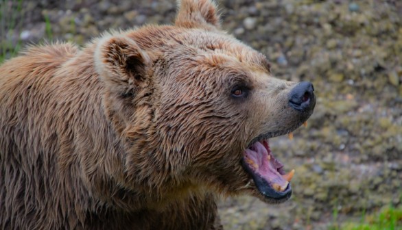 Expert Tips and Proper Responses to Bear Encounters
