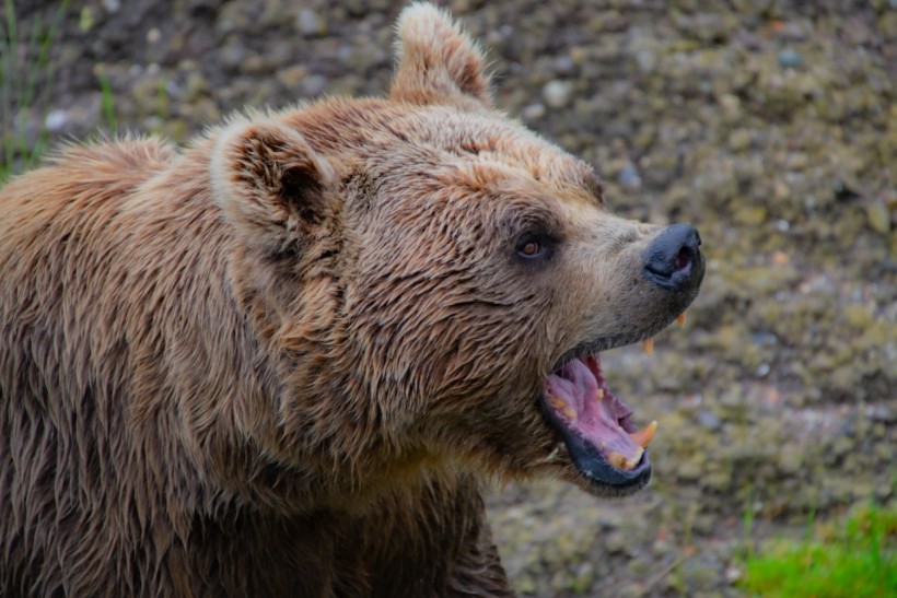 Expert Tips and Proper Responses to Bear Encounters