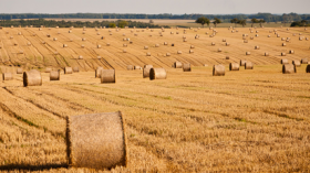 wheat field