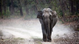Three Threats That Made Indian Elephants Endangered