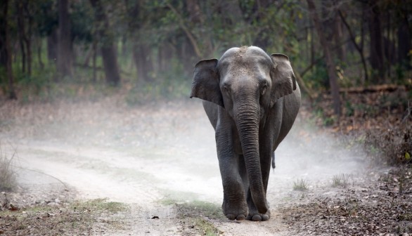 Three Threats That Made Indian Elephants Endangered