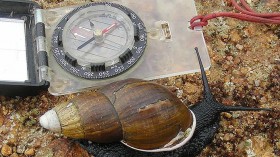 Invasive, Destructive Giant Land Snails Puts Florida County Under Quarantine