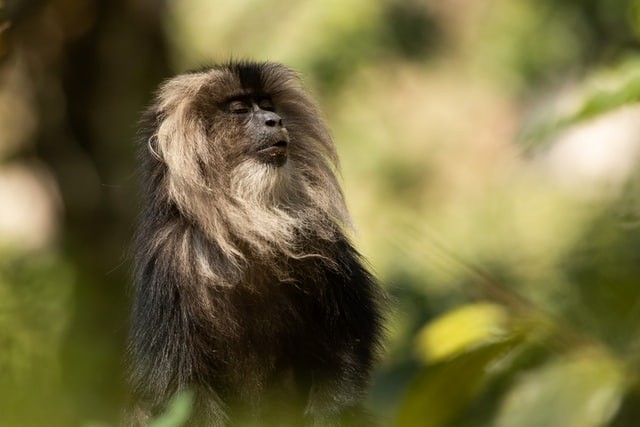 lion-tailed macaque was trying to see a sub-adult who was throwing jack-fruit seeds on this one
