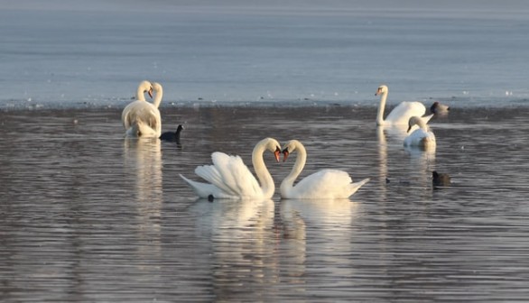 Mute swan (Cygnus olor)