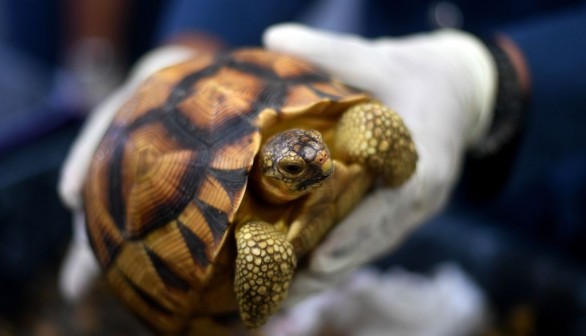 MALAYSIA-MADAGASCAR-CRIME-CONSERVATION-WILDLIFE-TORTOISES