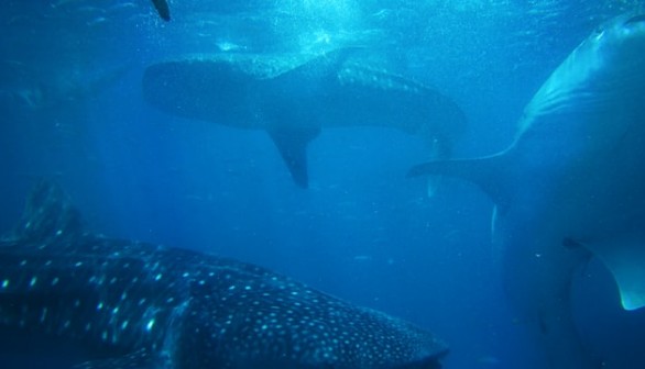 sharks-underwater-oslob