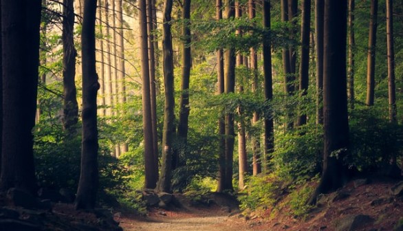 Beautiful woodland path