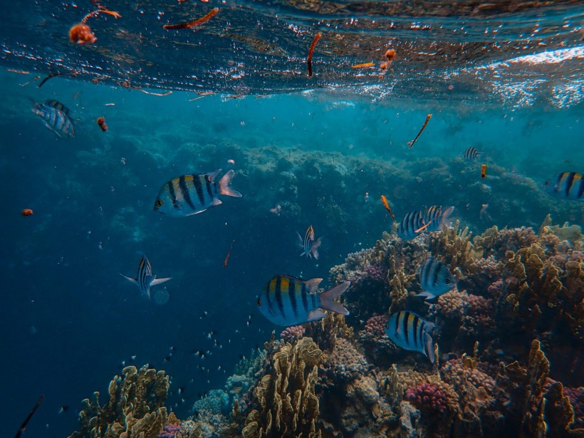 Ocean biodiversity