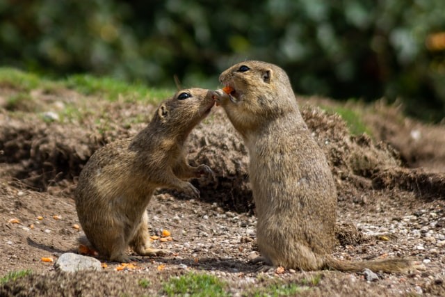 gophers