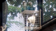 Successful Breeding Program Takes Parrots Off List of Extinct Species – Brazil