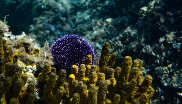 Sea Urchin living underwater