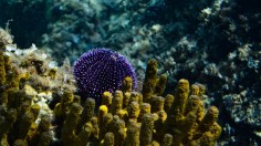 Sea Urchin living underwater