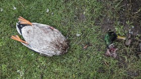 A Decapitated Male Mallard Duck Lies on the Ground