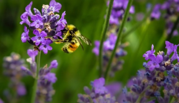 Macro shot photography of bees
