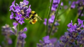Macro shot photography of bees