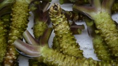 Incoming Typhoon Season Worries Wasabi Farmers in Tokyo