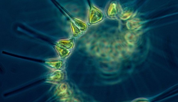 Rising Temperatures Increase Carbon Stored in Microscopic Plankton