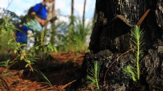 Human Intervention Unnecessary in Forest Regeneration After Wildfire 