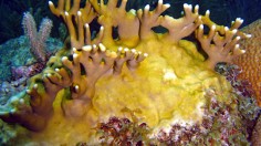 Caribbean Fire Corals Survive Global Warming, Diseases, Hurricanes