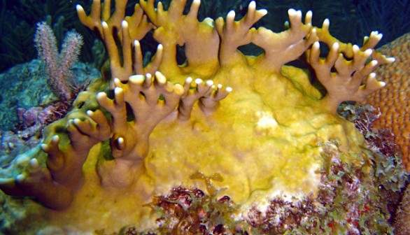 Caribbean Fire Corals Survive Global Warming, Diseases, Hurricanes