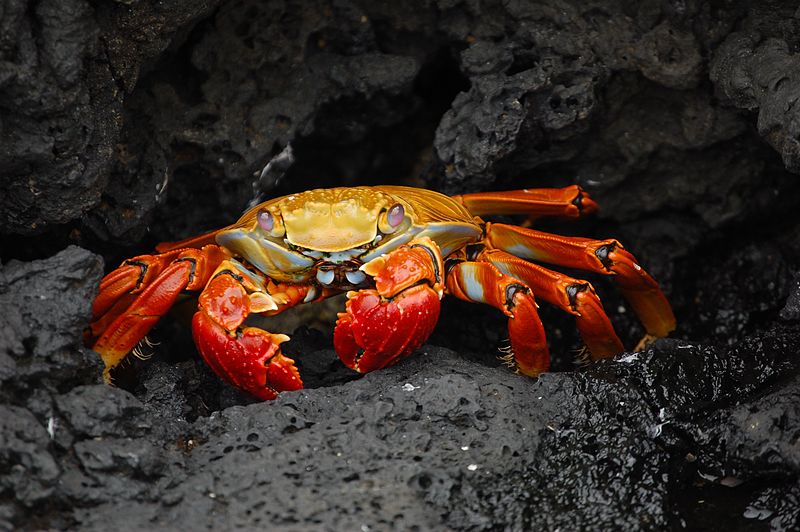 Photographer Shares Viral Picture of a Crab Sporting Human Tooth