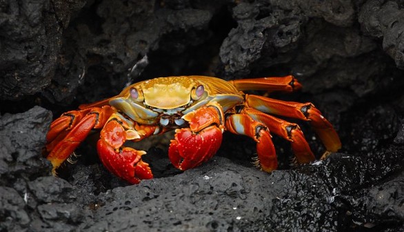 Photographer Shares Viral Photo of Latest Photoshoot Star: a Crab Sporting Human Teeth