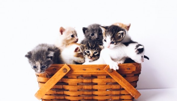 kittens in a basket