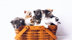 kittens in a basket