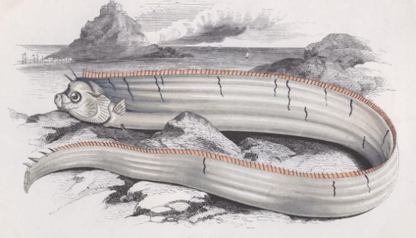 Bank's Oarfish