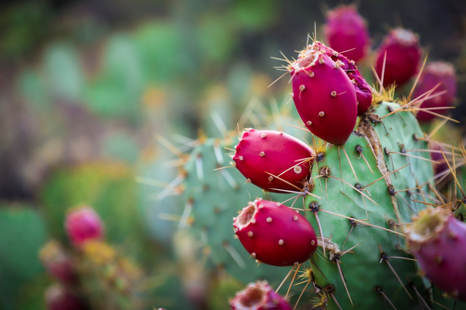 What Will Occur to Your Physique If You Drink Cactus Water?