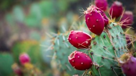 Benefits and Risks of Cactus Water to the Human Body According to Experts