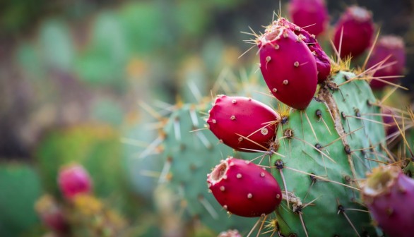 Benefits and Risks of Cactus Water to the Human Body According to Experts