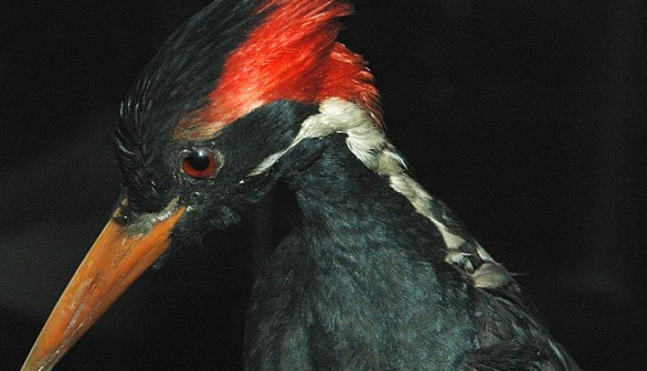 Experts Suggest Extinct Ivory-Billed Woodpecker Still Populate Remote Forests