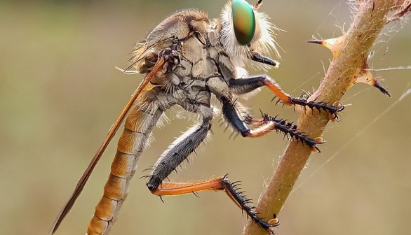 Robber Fly: Central Oregon's Speedy Predator Insect