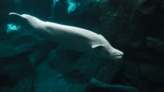 Beluga whale