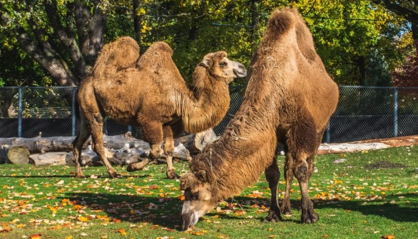 Camel Attacks Zoo Owner in Minnesota, Drags Him 15 Feet