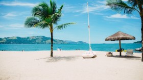 coconut tree near shore