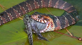 Southern water snakes commonly eat mole salamanders, a group that includes two endangered species in California.